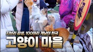 봄 주말나들이 여기 어따냐옹- 고양이 100마리랑 놀 수 있는데 안갈꺼야?