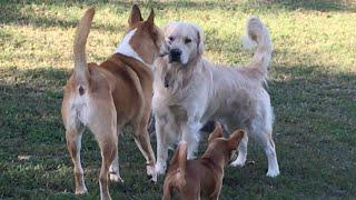 Akita/Pit Always Guards His Little Friends