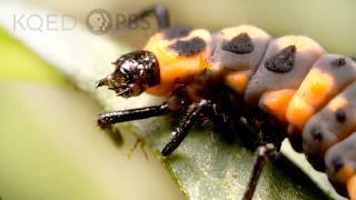 Watch Ladybugs Go From Goth to Glam | Deep Look