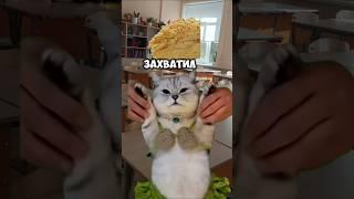 пов:на уроке истории #футаж #мем #рекомендации #рек #fyp #fypシ゚ #funnyvideo #cat