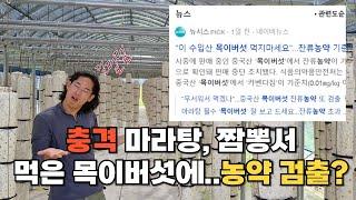 충격!! 중국산 목이버섯 또 농약 검출?? 국내산은 안전할까? #목이버섯 #중국산 #귀농귀촌