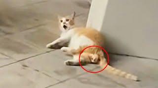 A pregnant stray cat lay in pain and crying for help,its unborn kittens stuck in the birth canal