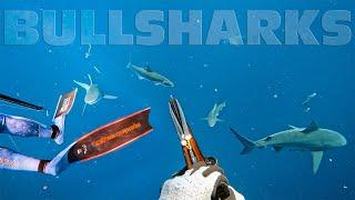 Spearfishing for Cobia Off Bull Sharks