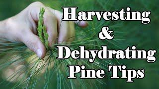 Harvesting and Dehydrating Pine Tips