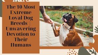 The 10 Most Extreme Loyal Dog Breeds | Unwavering Devotion to Their Humans