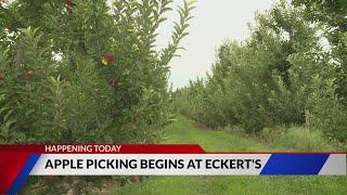 Apple picking season starts today at Eckert's Farm