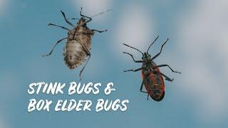 STINK BUGS Are Taking Over! Here's What You Need to Know