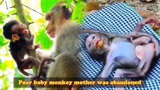 The poor baby monkey was abandoned by his mother and fell from a tree. Luckily, humans rescued him