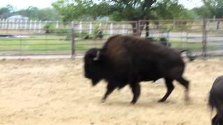 2400pound bison and wolf chases piggy