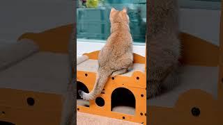 무엇을 보고있니?! #구름 #고양이 #cat