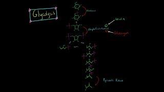 Glycolysis Pathway (EVERYTHING YOU NEED TO KNOW BIOCHEMISTRY MCAT)