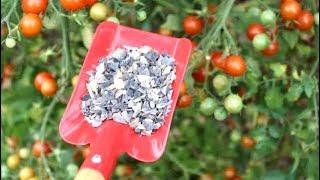 This is best fertilizer for Tomatoes! Plant it NOW ! #gardening