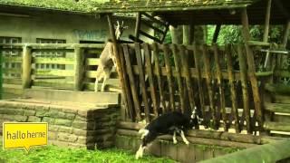 The goat family in a zoo   Nanny, Billy wether & kids, they're all there!