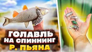 Голавль на спиннинг на р.Пьяна в Нижегородской области. Голавль на воблеры. Рыбалка река Пьяна.