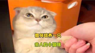 如何培养一只亲人的小猫咪