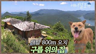 구름 위에서 살고 있다?! 해발 800m, 택배차도 잘 오지 않는 화산 마을에 사는 수자 씨네 가족 | 수자 씨 구름 정원에 살다 | KBS 인간극장 2020 방송