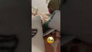 Dad vs Ducky then and now! #talkingbird #talkingparrot #cuteanimals #dad #parrot #babyanimals