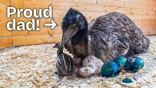 Bamboo is Finally a Dad... to Baby Emus!