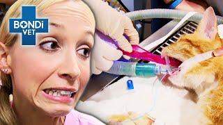 Most Bizarre Animal Appetites!  | Bondi Vet Compilations | Bondi Vet