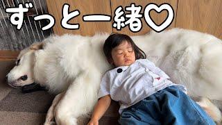 【しもべ？】超大型犬の上で眠るだけでなくダラダラすることを覚えてしまった２歳児がこちらです…｜グレートピレニーズ&オールドイングリッシュシープドッグ&トイプードル