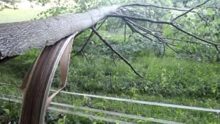 Tree Felling - Leaners