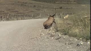 Oops, bull elk trips