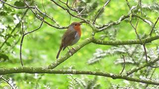 Four hours of white noise-birds contend||Crisp birdsong||Relief and relax background music