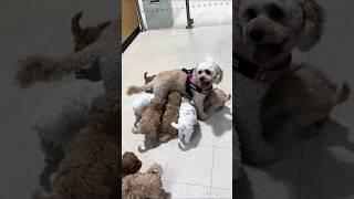 イッヌさん動画見てニヤけたら勝ちwww #犬 #犬のいる暮らし #ペット #可愛い #癒し #動物