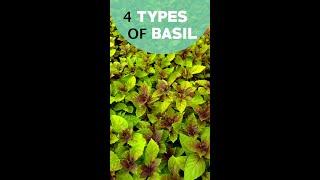 4 Types of Basil you should know about