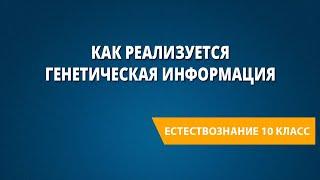 Как реализуется генетическая информация