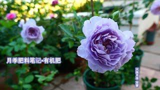 用心、详细的月季肥料笔记（上）有机肥料篇（Organic Fertilizers for Roses)