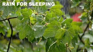 Rainforest Rain Sounds for Sleeping or Studying ️ White Noise Rainstorm 12 Hours