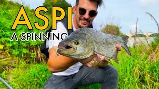 Pesca a Spinning sul FIUME TICINO a PAVIA - Attacchi TOP WATER di ASPI e SILURI