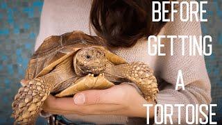 BEFORE GETTING A TORTOISE, WATCH THIS! | How much it costs to keep a tortoise