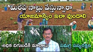 మిరప నాట్లు వేస్తున్నారా... అధిక దిగుబడికి మార్గాలు ఇవే ||Best Practices for Chilli - Karshaka Mitra