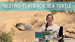 The 6 STAGES of Sea Turtle Nesting | Flatback Sea Turtle in Western Australia