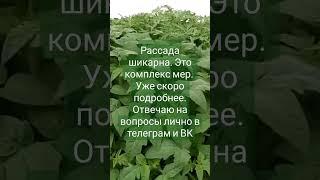 Толстая РАССАДА ПОШАГОВО. Заходите в телегу и ВК #овощи #еда #кулинар #дача #рецепт  #огород