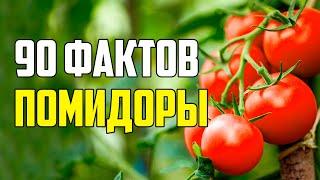 90 ИНТЕРЕСНЫХ ФАКТОВ О ПОМИДОРАХ