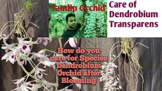 How do you care for a species Dendrobium Orchid after flowering।।Dendrobium Transparens care।।Sandip