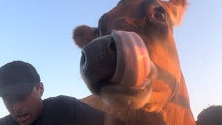 Bedtime with Daisy #cow #adhd #asmr