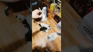 Cat snack time 고양이 간식타임 (시리뽕 , 송이 ,밤이) 밀몰캐쉬 검은황제 #blackemperor #밀몰캐쉬 #cat