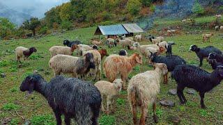 Real shepherd lifestyle in Nepali mountain village||sheep  shepherd life||Nepali organic food||