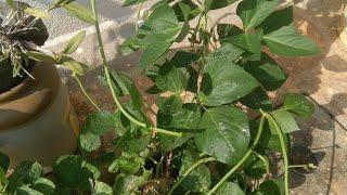 Our garden - May '19(1)