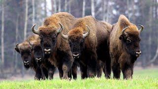 Białowieża National Park, Białowieża, Podlaskie, Poland, Europe