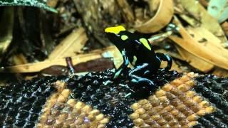 Poison Frog Jumps On Bushmaster Snake