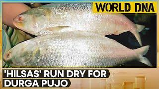 Bangladesh halts Hilsa fish exports to India | Latest English News | WION World DNA