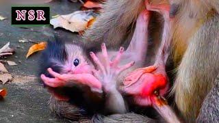 Super cute newborn baby monkey trying to be active | Nature Serenity Relaxing