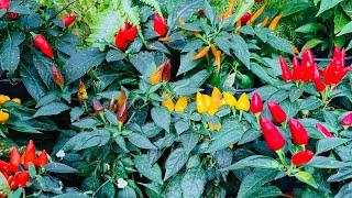 মরিচের চারা লাগালাম আজকে/ Chilli plant replacement.