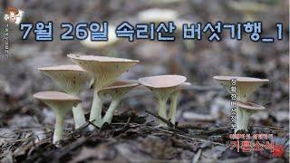 7월 26일 속리산 버섯기행_1/젖비단그물버섯,질산꽃버섯,당귀젖버섯,회갈색무당버섯,흰주머니광대버섯,황금씨그물버섯(진갈색멋그물버섯),호박젖버섯,노랑무당버섯,향기젖버섯