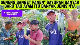 SENENG BANGET RASANYA PANEN" SAYURAN BANYAK DAN BARU TAU AYAM ITU BANYAK JENIS NYA